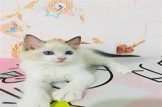 布偶猫海双和蓝双区别