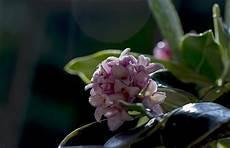 冬天怎么给花卉取暖
