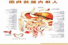 女人人体结构图