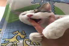 猫咪喜欢的玩具大全