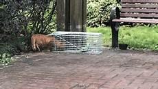怎么抓流浪猫回家